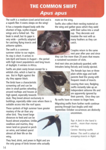 Swifts apus apus article